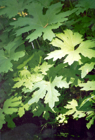 Slivers of light filter through the canopy and settle on leaves by a stream.  Big Basin.