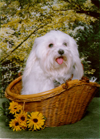 Doggie1.jpg