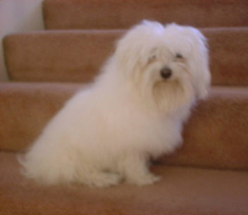 Doggie10.jpg