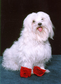 Doggie3.jpg