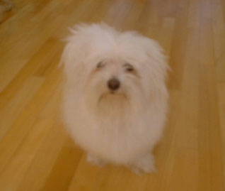 Doggie9.jpg