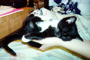 Socks2.jpg