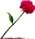 rose.gif