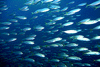 YellowTail -AW̒