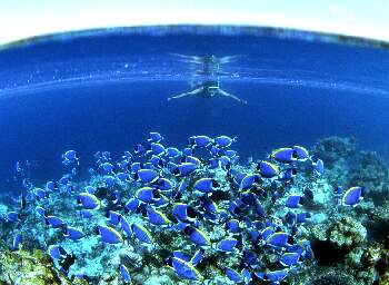 Powder-Blue Surgeonfish,Vakarufalhi,Maldives