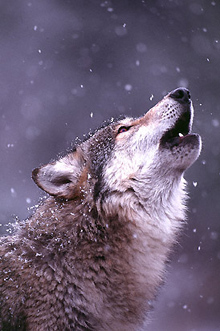 WolfSong.jpg (53291 bytes)