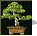 mugopine.bmp (24166 bytes)