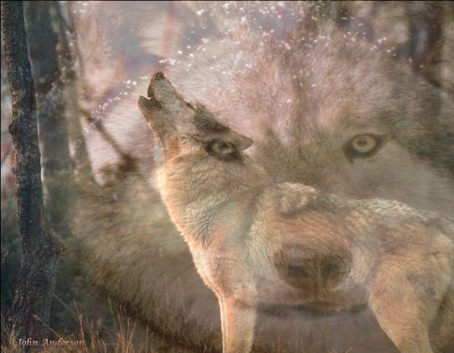 wolves.jpg (68395 bytes)