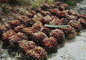 oil palm fruit