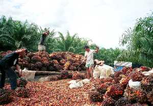 oil palm fruit loaded into truck