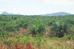 oil palm plantation