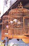Birdcages on a verandah - Malacca