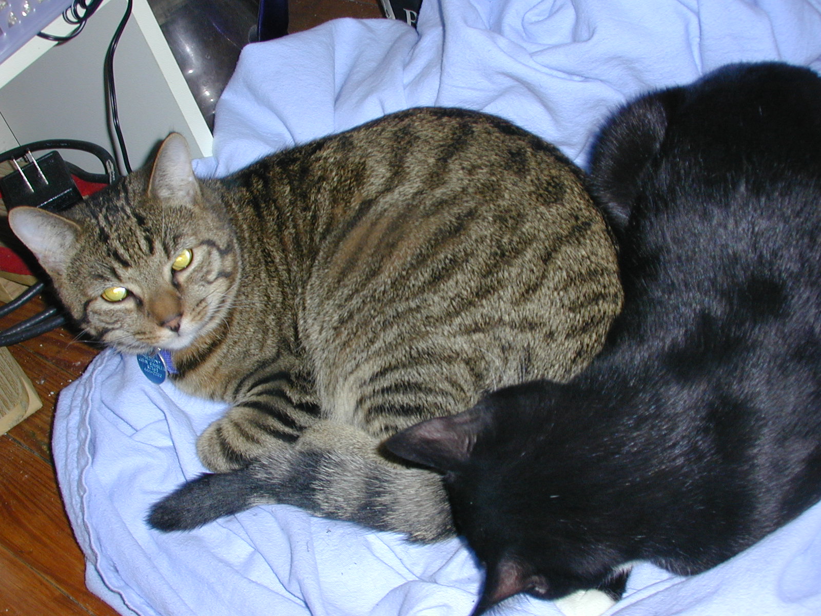 Sleepy and Yoru