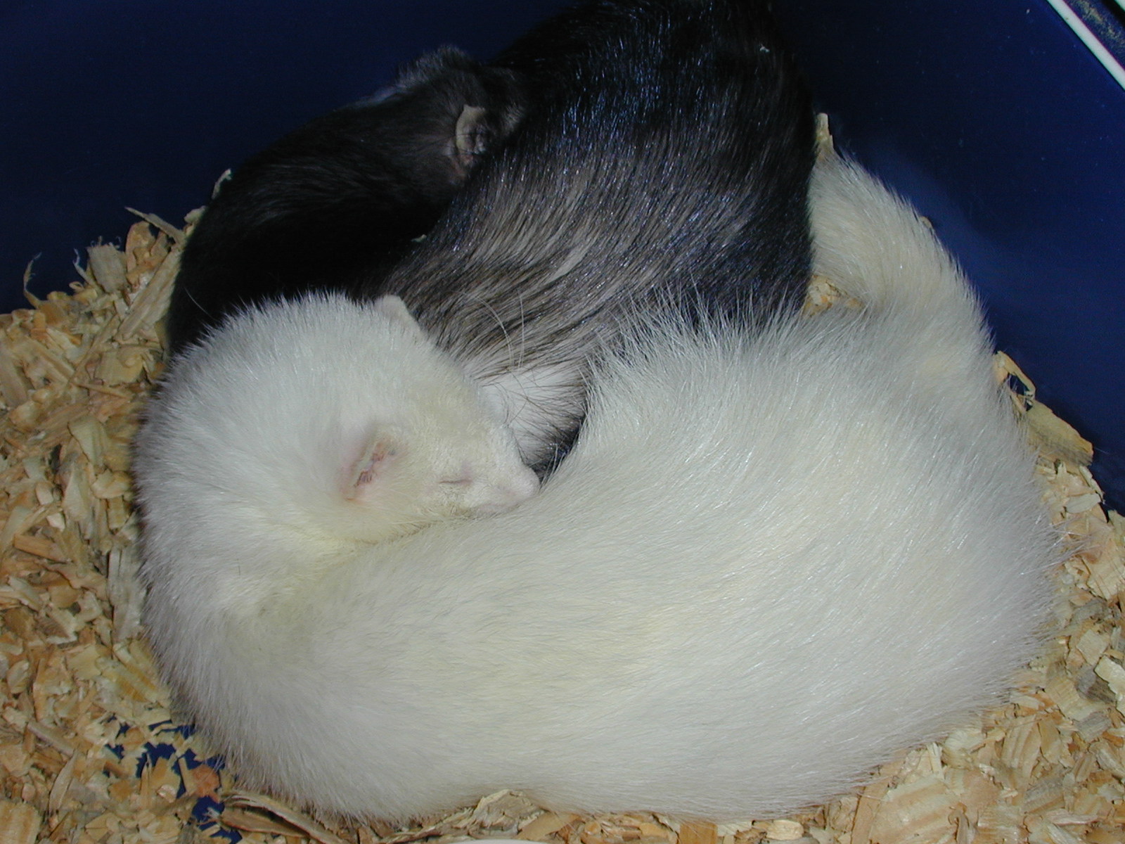 Yuki and Tanuki
