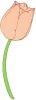 I'm Tulip
