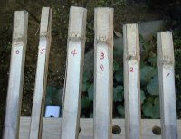 bamboo4.jpg