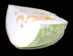 Image of winter melon