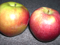 Image of Apples