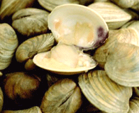 Image of Clams