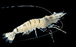 Image of Prawn