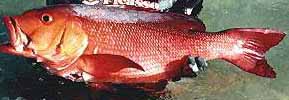 Image of Snapper Fish
