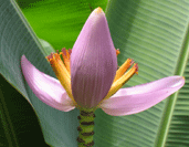 Banana Flower