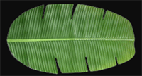 Image of Banana Leaf