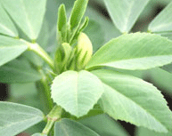 Fenugreek