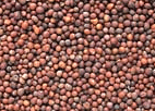 Mustard Seeds