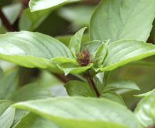 Vietnamese Basil