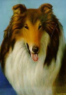 lassie the collie!