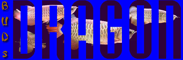 Bud's Dragon...  DragonFish Site
