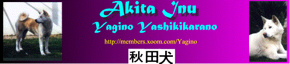 Akita Inu Yagino Yashikikarano