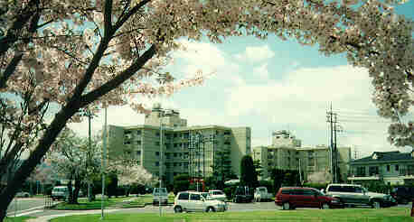 Midrises through cherry blossoms