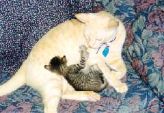 In a sofa, and resting in Bukit Timah arms!