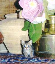 Cappy with vases