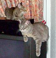 Fluffi- aka  Flarfee -  and Tiger (top)