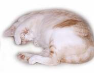 Tobie resting
