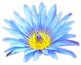 BLUE LOTUS