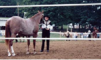 Red Roan Filly