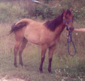 Dun Filly