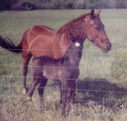 Black Filly