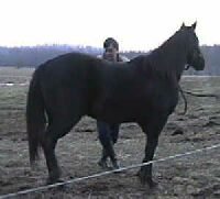 Black Colt