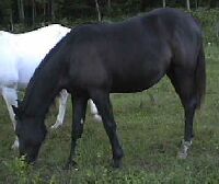 Black Filly