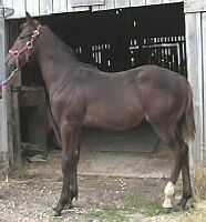 Bay Colt