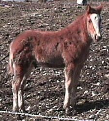 Sorrel Colt