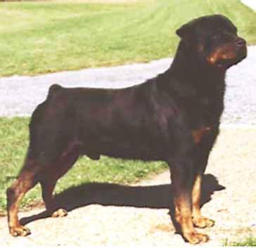 CH Ironwoods Gremlin