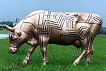 grazing cow...