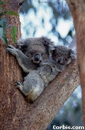 koala