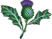 large thistle